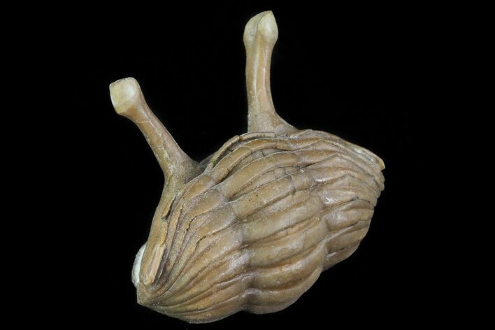 Enrolled Asaphus Kowalewskii Trilobite With Stalk Eyes #74028